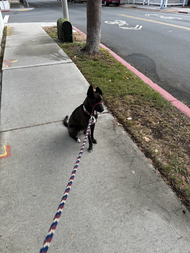 A picture of a black dog named Bowie sitting, taken on July 28 2024 at 7:26 am